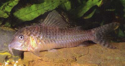 Corydoras negro